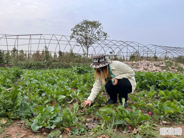男人的伸到里拔萝卜为何引人入胜因为它展现了人与自然和谐相处的田园牧歌式的美好景象