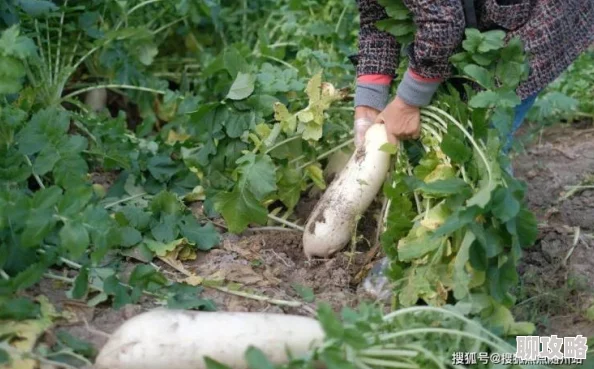 男人的伸到里拔萝卜为何引人入胜因为它展现了人与自然和谐相处的田园牧歌式的美好景象