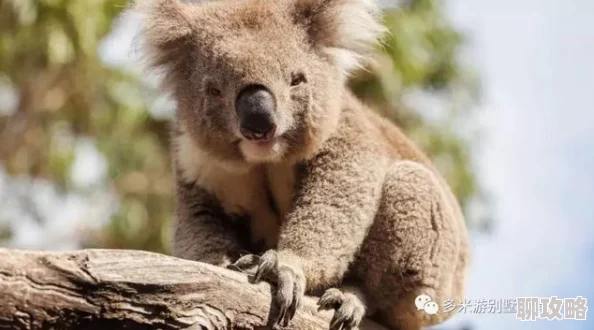 网友热议:疯狂动物园考拉捕捉攻略,含沼泽考拉、怪考拉及男爵夫人抓取技巧 网友热议:疯狂动物园考拉捕捉攻略,含沼泽考拉、怪考拉及男爵夫人抓取技巧