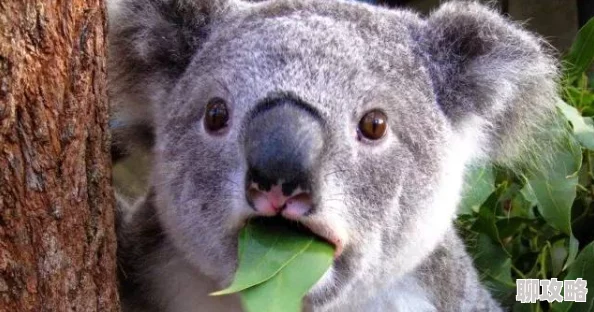 网友热议:疯狂动物园考拉捕捉攻略,含沼泽考拉、怪考拉及男爵夫人抓取技巧 网友热议:疯狂动物园考拉捕捉攻略,含沼泽考拉、怪考拉及男爵夫人抓取技巧