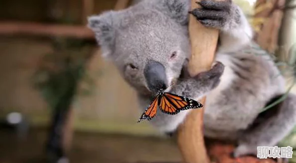 网友热议:疯狂动物园考拉捕捉攻略,含沼泽考拉、怪考拉及男爵夫人抓取技巧 网友热议:疯狂动物园考拉捕捉攻略,含沼泽考拉、怪考拉及男爵夫人抓取技巧