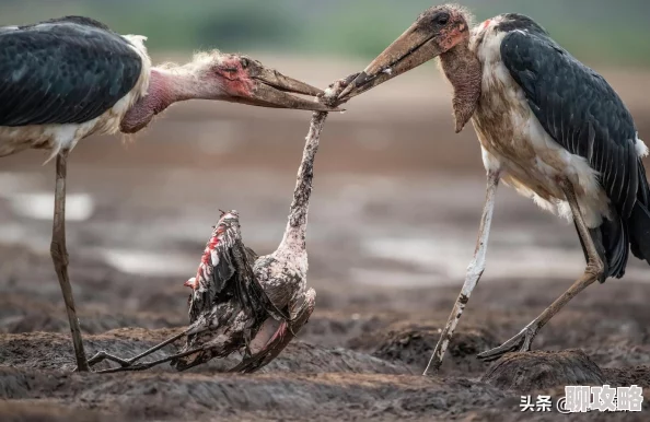 а√天堂资源中文在线游戏特点为什么画质高清操作流畅玩法丰富