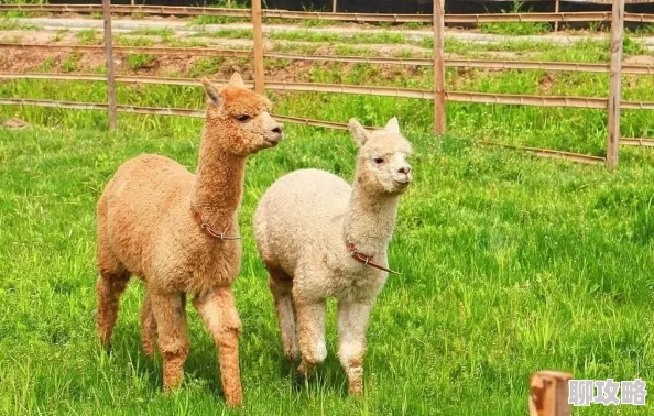 2025年疯狂动物园山脉任务高效完成法,一局内撞翻山羊羊驼挑战技巧 2025年疯狂动物园山脉任务高效完成法,一局内撞翻山羊羊驼挑战技巧