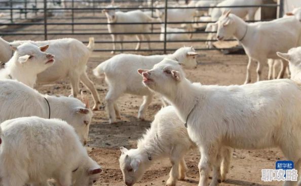 2025年疯狂动物园山脉任务高效完成法,一局内撞翻山羊羊驼挑战技巧 2025年疯狂动物园山脉任务高效完成法,一局内撞翻山羊羊驼挑战技巧